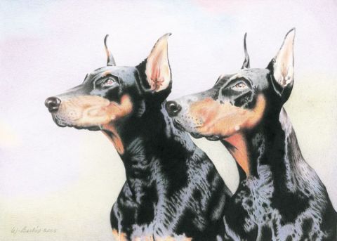 Deux doberman